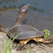 Amur Softshell Turtle - Photo (c) Alan Broderick, some rights reserved (CC BY-NC), uploaded by Alan Broderick
