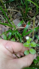Epilobium rotundifolium