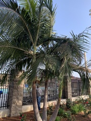 Dypsis lutescens