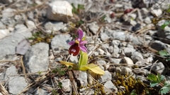Ophrys bertolonii flavicans