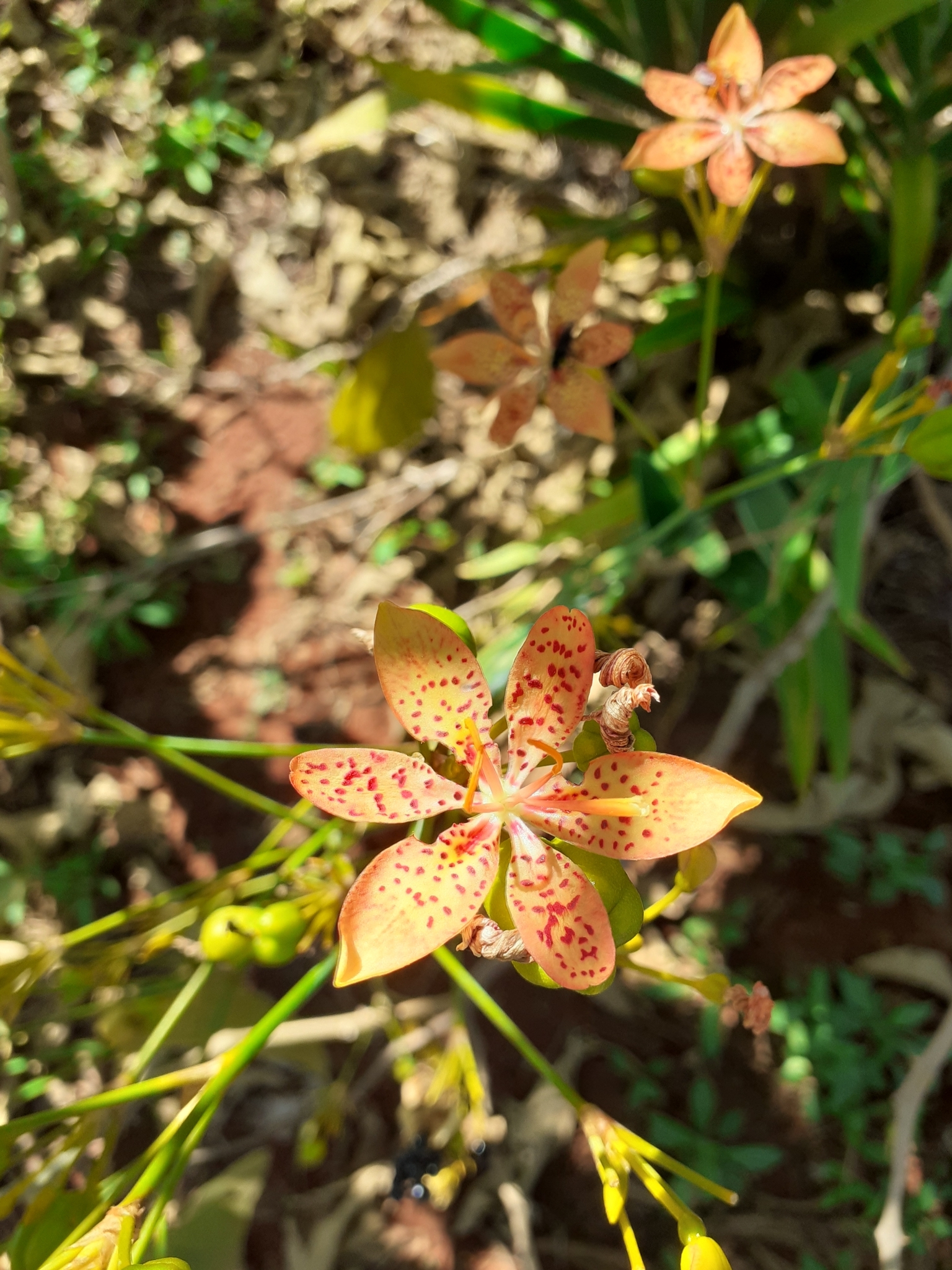 Iris domestica