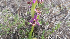 Ophrys bertolonii flavicans
