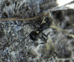 Myrmicaria nigra