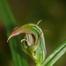 Pterostylis irsoniana - Photo (c) mattward, some rights reserved (CC BY-NC), uploaded by mattward