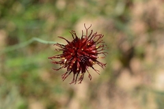 Isostigma peucedanifolium