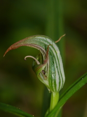 Pterostylis irsoniana
