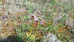 Ophrys bertolonii flavicans