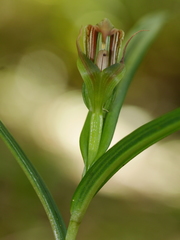 Pterostylis irsoniana