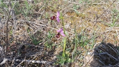 Ophrys bertolonii flavicans