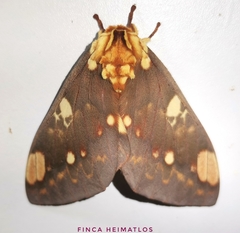Citheronia hamifera