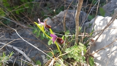 Ophrys bertolonii flavicans