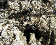 Myrmicaria nigra
