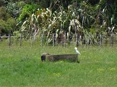 Cacatua galerita galerita