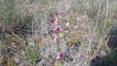 Ophrys bertolonii flavicans