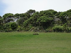 Cacatua galerita galerita