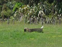 Cacatua galerita galerita