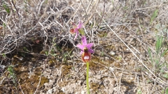 Ophrys bertolonii flavicans