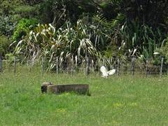 Cacatua galerita galerita
