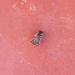 Pseudopachymerina spinipes