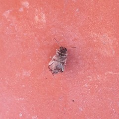 Pseudopachymerina spinipes