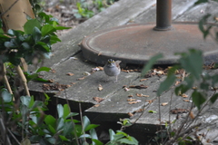 Zonotrichia albicollis