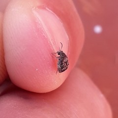 Pseudopachymerina spinipes