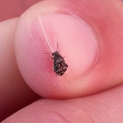 Pseudopachymerina spinipes