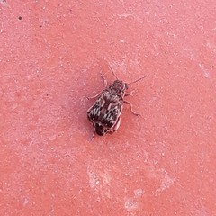 Pseudopachymerina spinipes