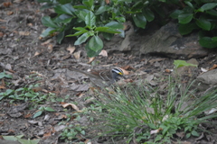 Zonotrichia albicollis