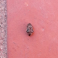 Pseudopachymerina spinipes