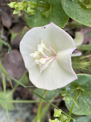 Claytonia perfoliata iNat (1)