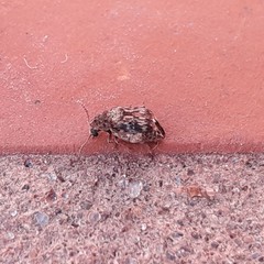 Pseudopachymerina spinipes