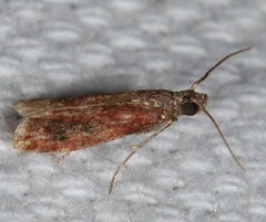 Varneria atrifasciella