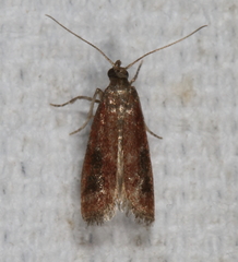 Varneria atrifasciella