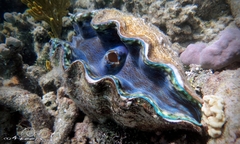 Tridacna derasa
