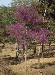 Physocalymma scaberrimum