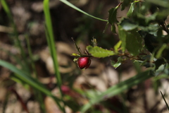 Plagiotrochus quercusilicis