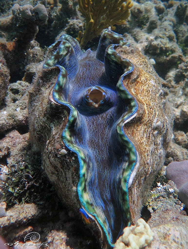 Photo of Smooth Clam (Tridacna derasa)