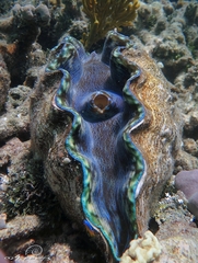 Tridacna derasa