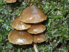 Kuehneromyces brunneoalbescens