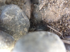 Actenonyx bembidioides