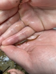 Eurycea wilderae