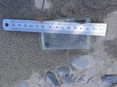 Actenonyx bembidioides