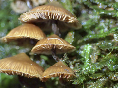 Kuehneromyces brunneoalbescens