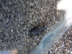 Actenonyx bembidioides