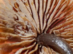 Kuehneromyces brunneoalbescens