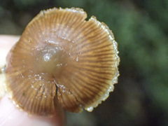 Kuehneromyces brunneoalbescens