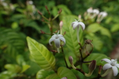 Palicourea domingensis