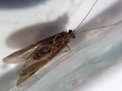 Psilochorema