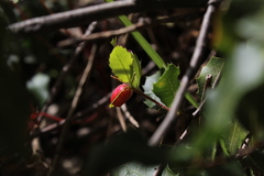 Plagiotrochus quercusilicis